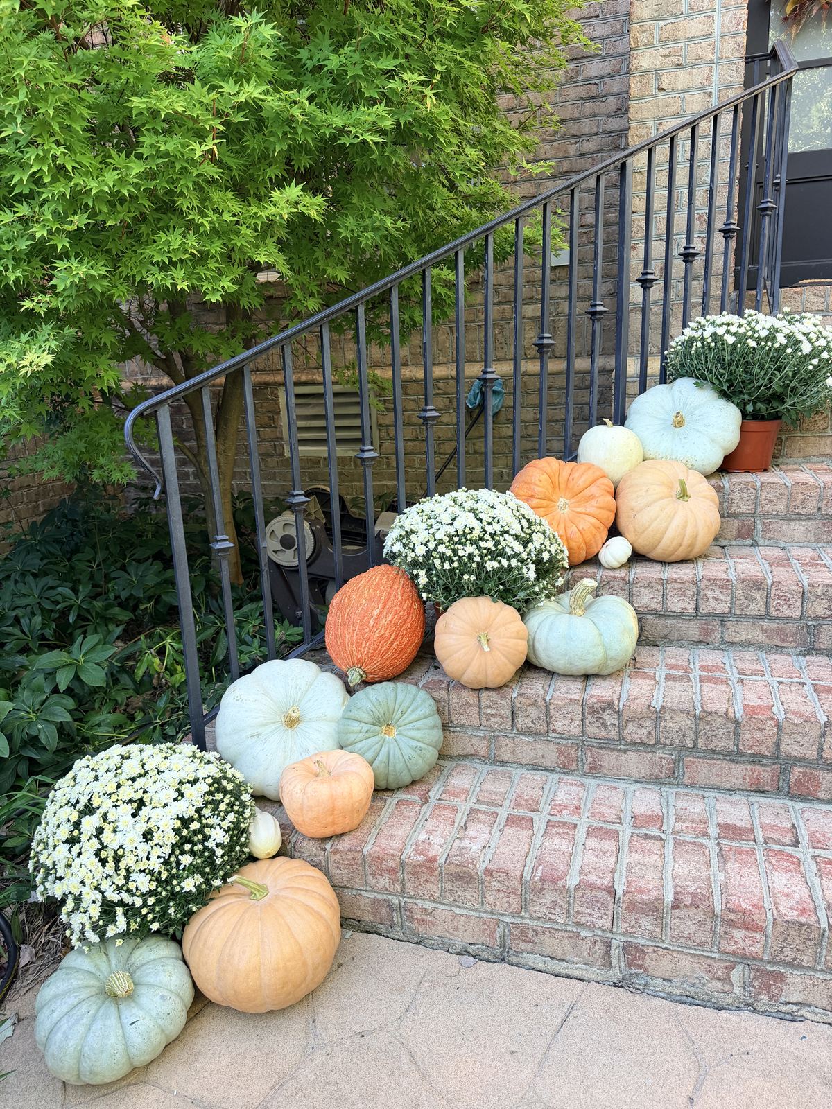 Brick steps lined with white mums and orange, peach and sage heirloom pumpkins along an iron railing, Raleigh NC